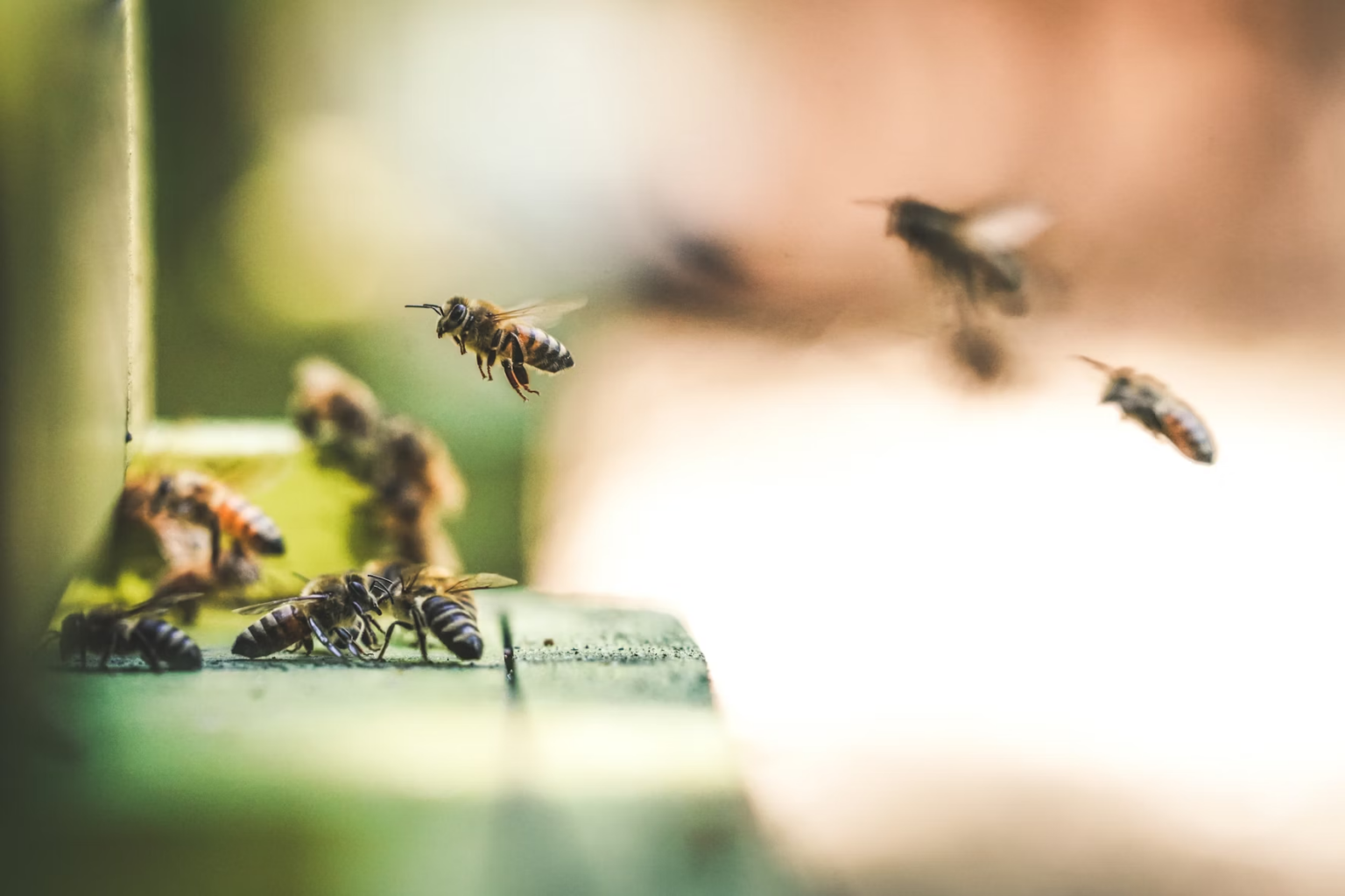 Close‑up of several bees on a wooden surface with more bees flying in the blurred background